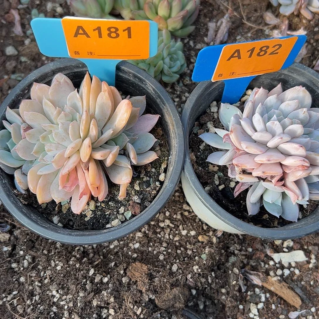 ༺***༻多肉植物一物一拍