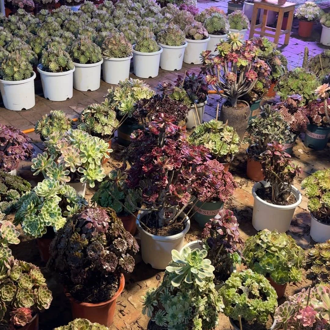 心***水多肉植物法师福利1颗