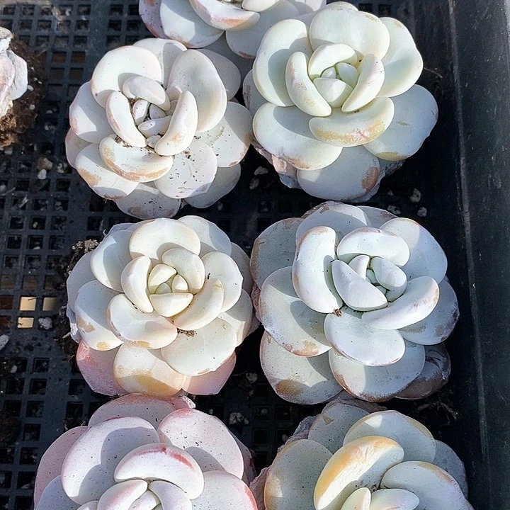 薇*7-57号一物一拍雪莲