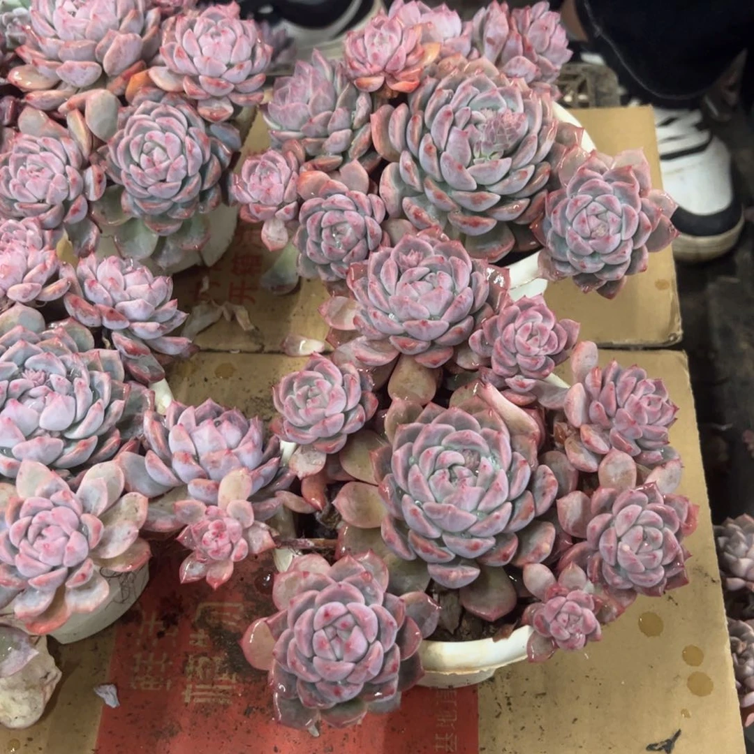 霜花多肉植物整桩