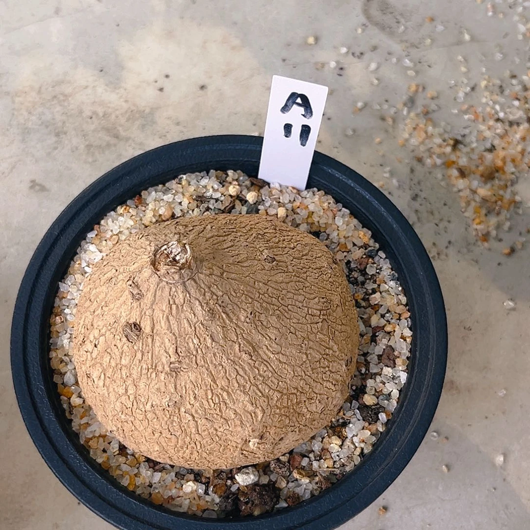 潮流植物素可泰A11号