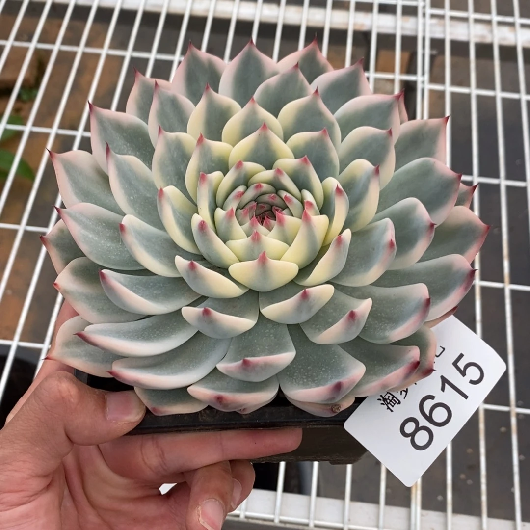 吉娃娃锦多肉植物8615