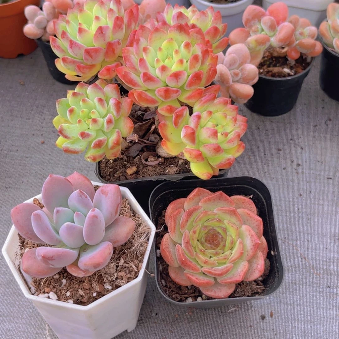 蓝苹果。奥普。粉恋