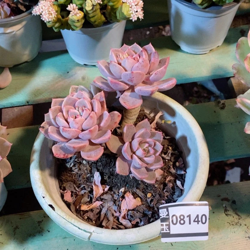 【闪购商品】多肉红粉佳人08140