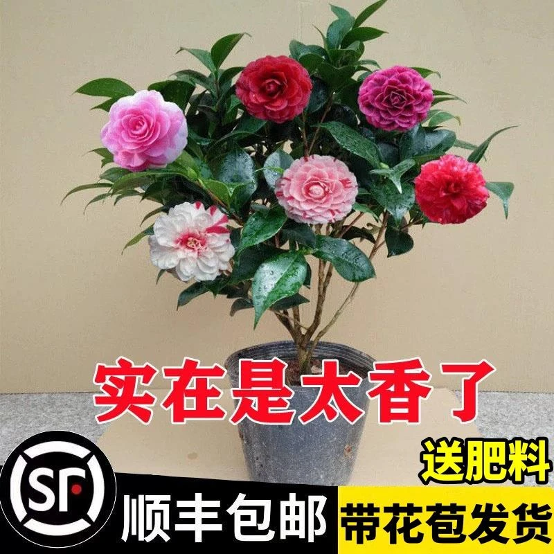 带花苞茶花盆栽四季树苗山茶花苗室内植物好养五色赤丹浓香型花卉