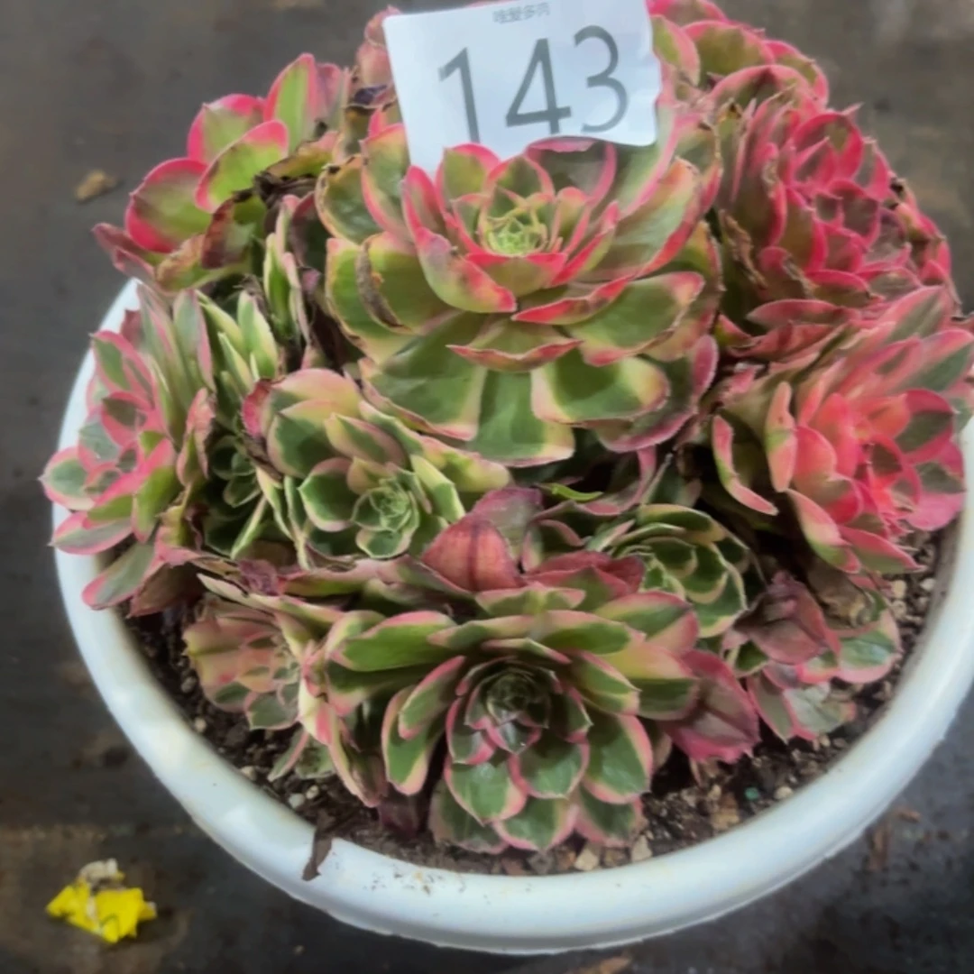 哈哈多肉葡萄福利143