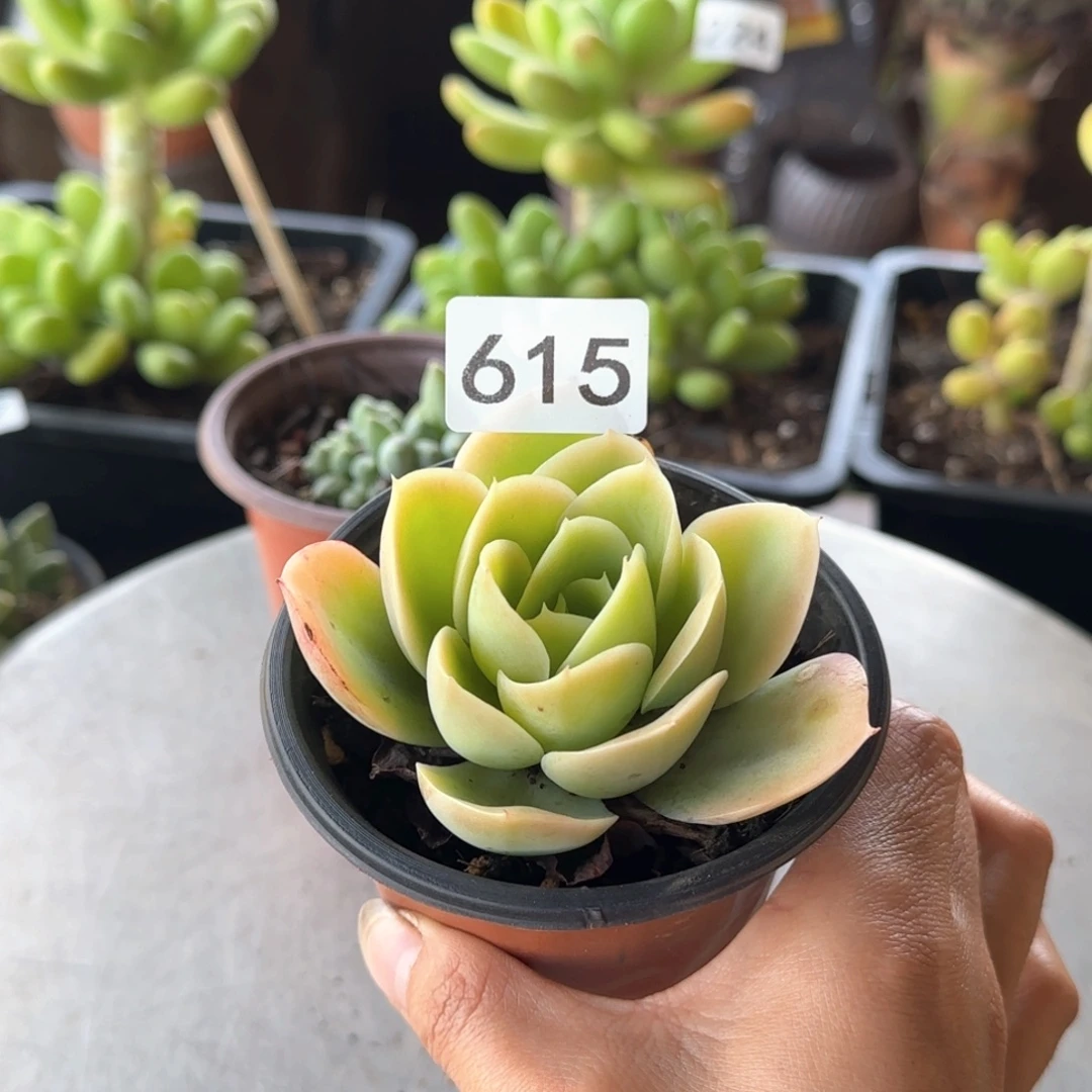 615号 一物一拍一物一拍