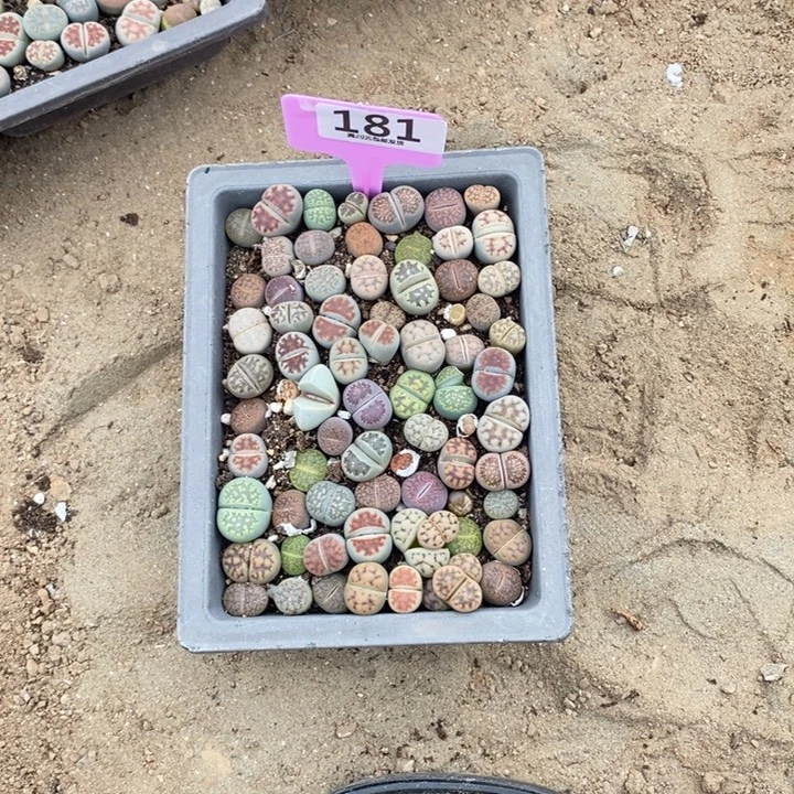 开***蘼生石花等植物的生长181