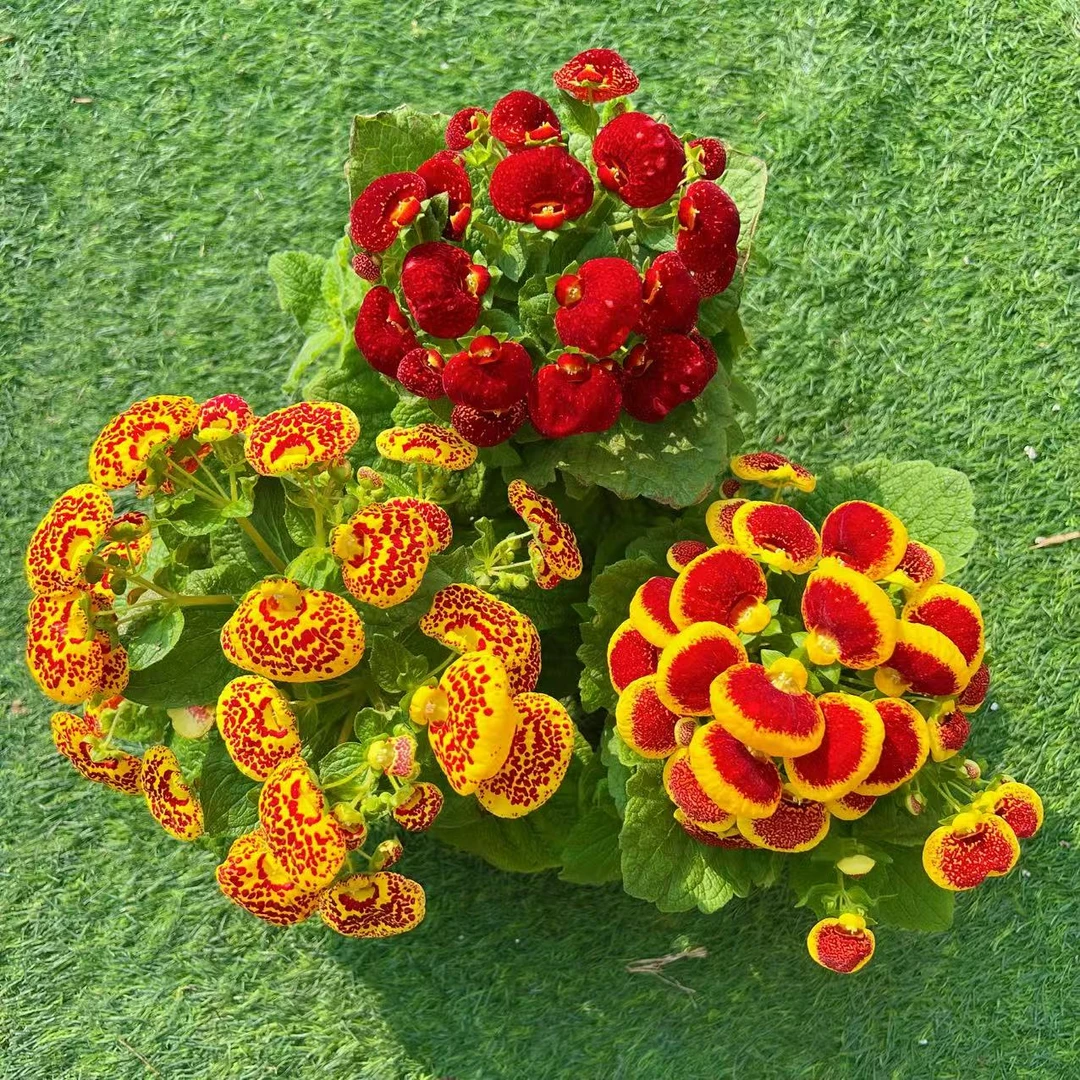 【三盆更划算】荷包花蒲包花鸡蛋花盆栽室内外四季开花带花苞发货