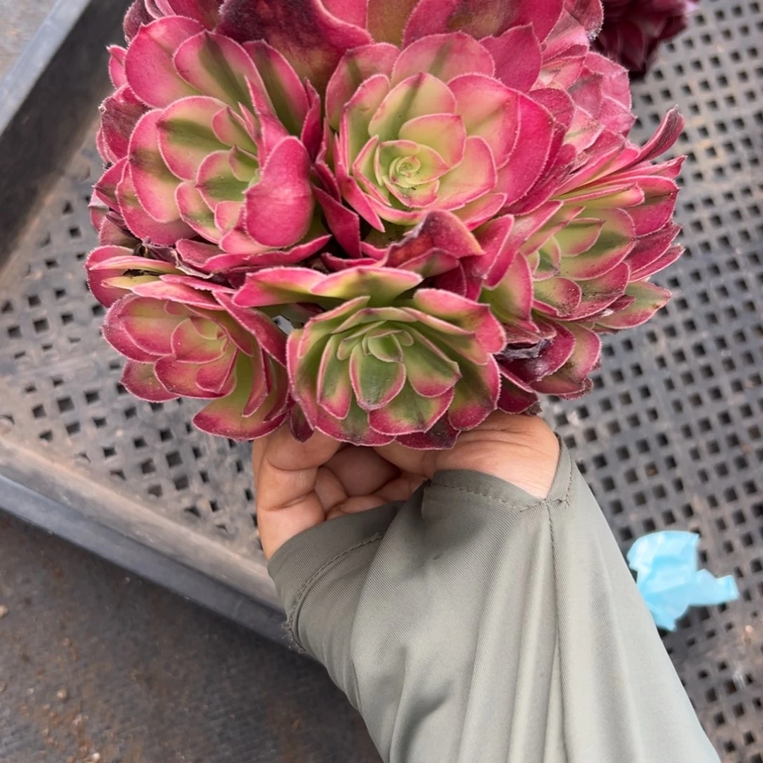 15红荔枝无根多肉汁