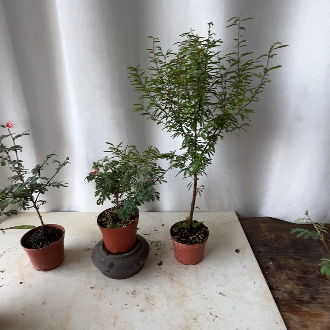 千****当前无花栽培后可以开花