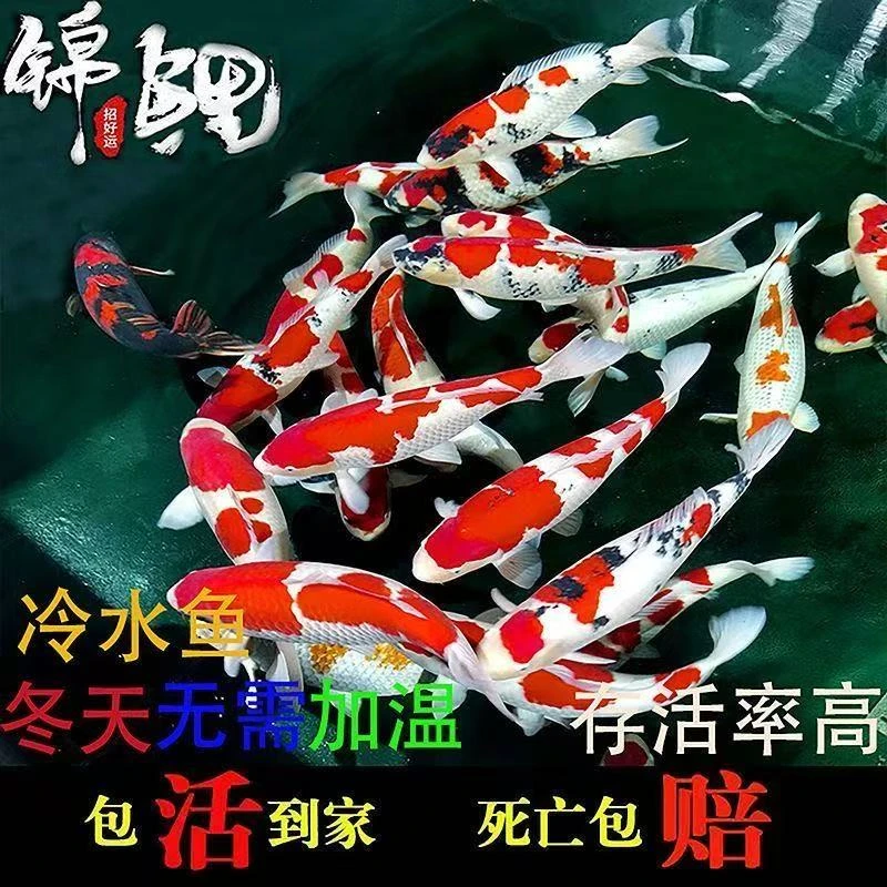 大尺寸血统锦鲤13-16厘米5条混搭新手鱼好养冷水鱼观赏鱼水族包邮
