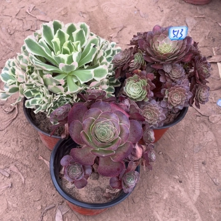 513多肉植物组合，