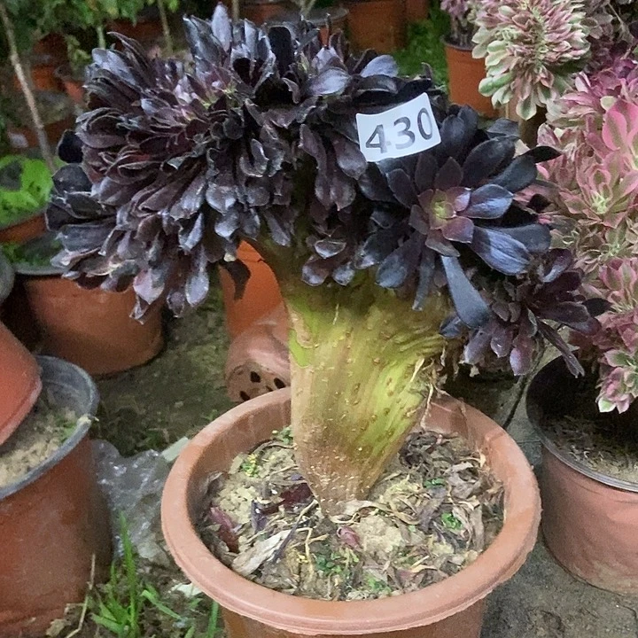 430女神若拉缀化老板子法师