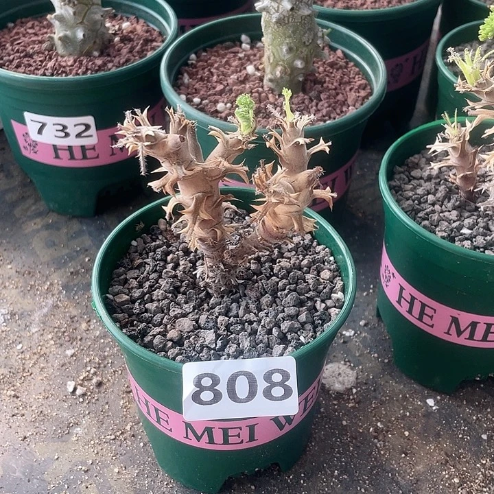 808出云杨葵块根，