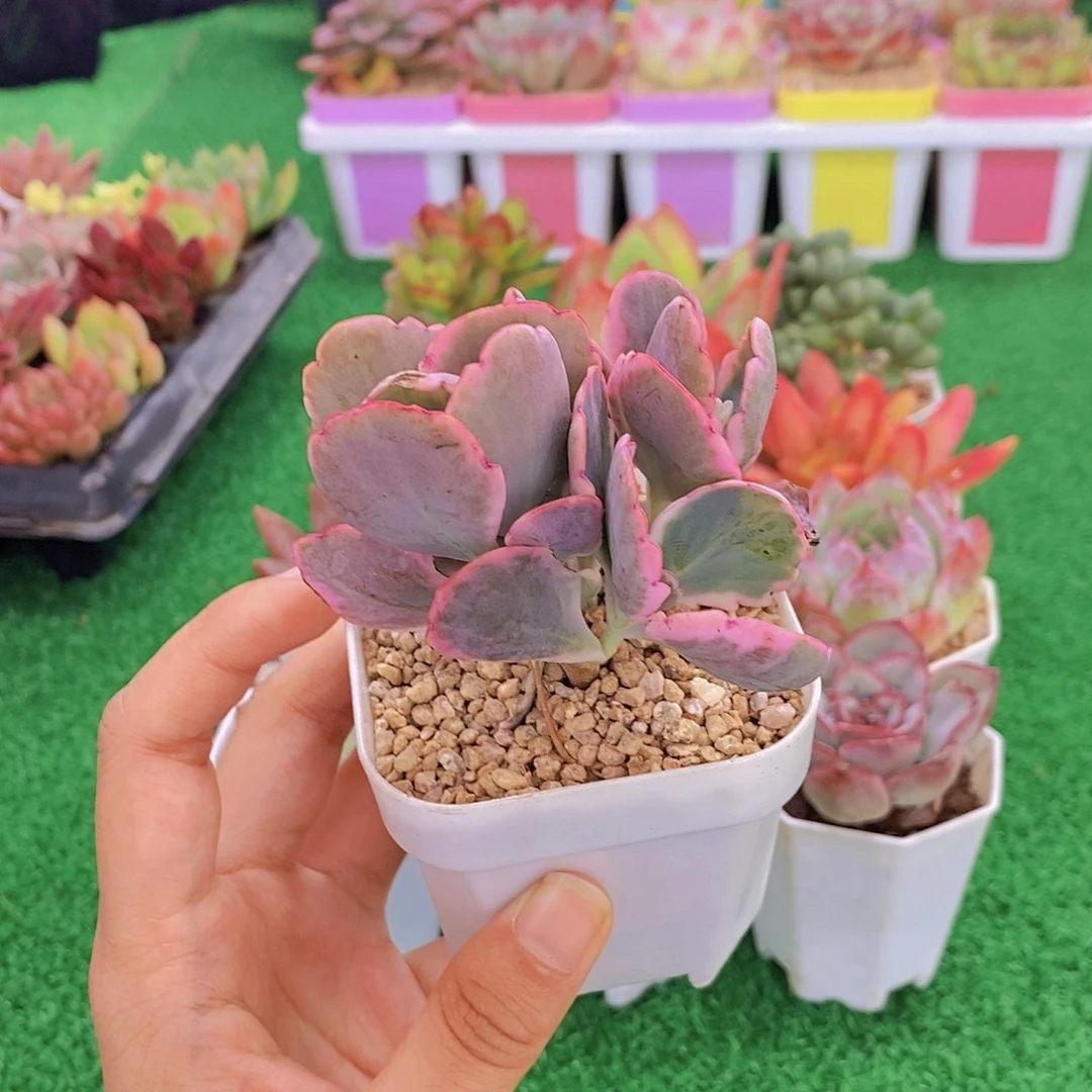 无花朵蝴蝶之舞锦单颗送盆