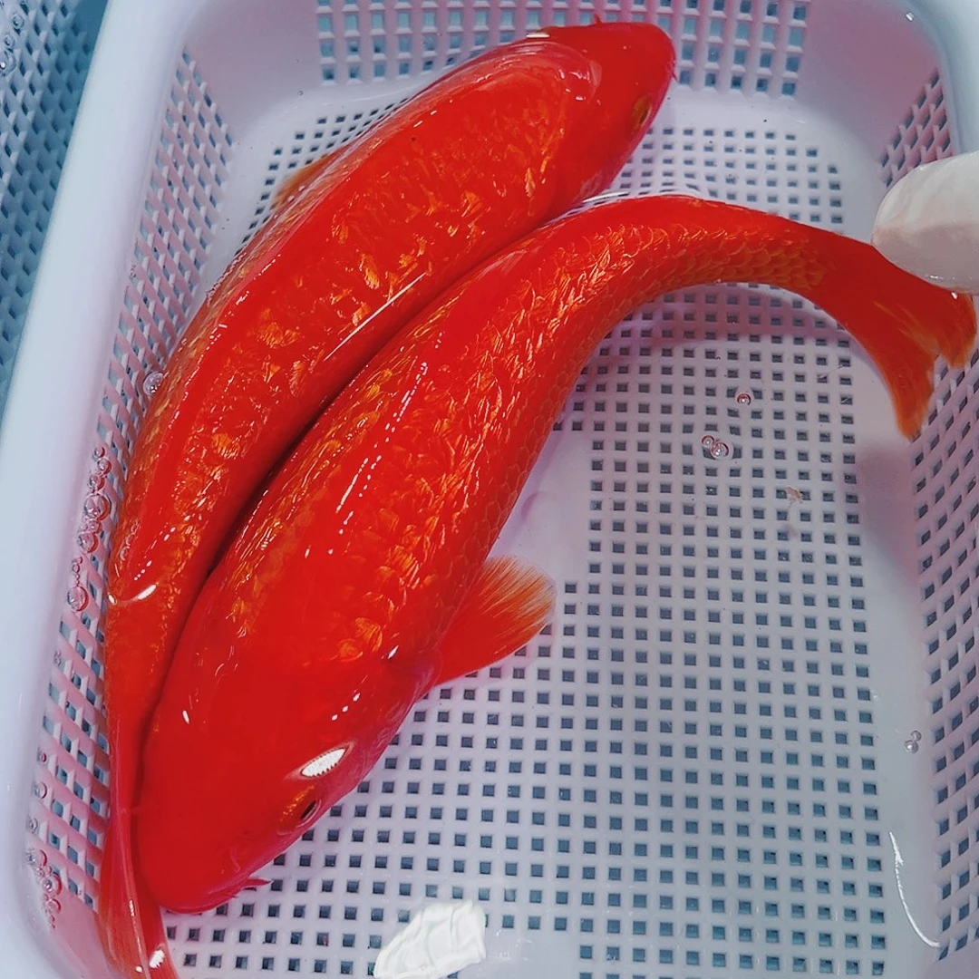 锦鲤锦鲤冷水鱼观赏