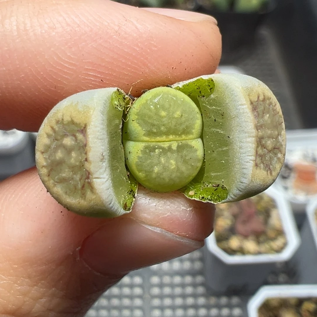 【闪购商品】1158……