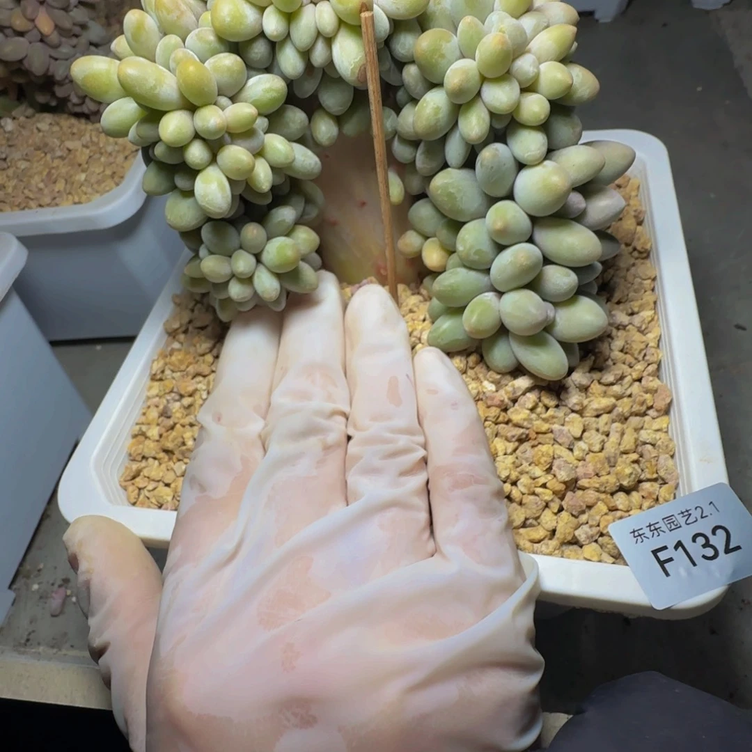 冰*f 132汤圆缀化有瑕疵