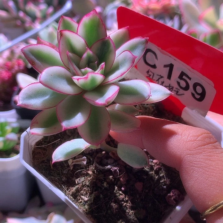 红花女王覆轮锦有根