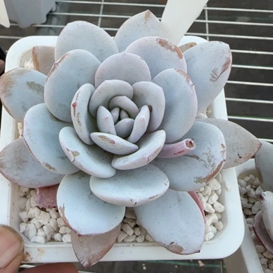 85雪莲多肉一物一拍