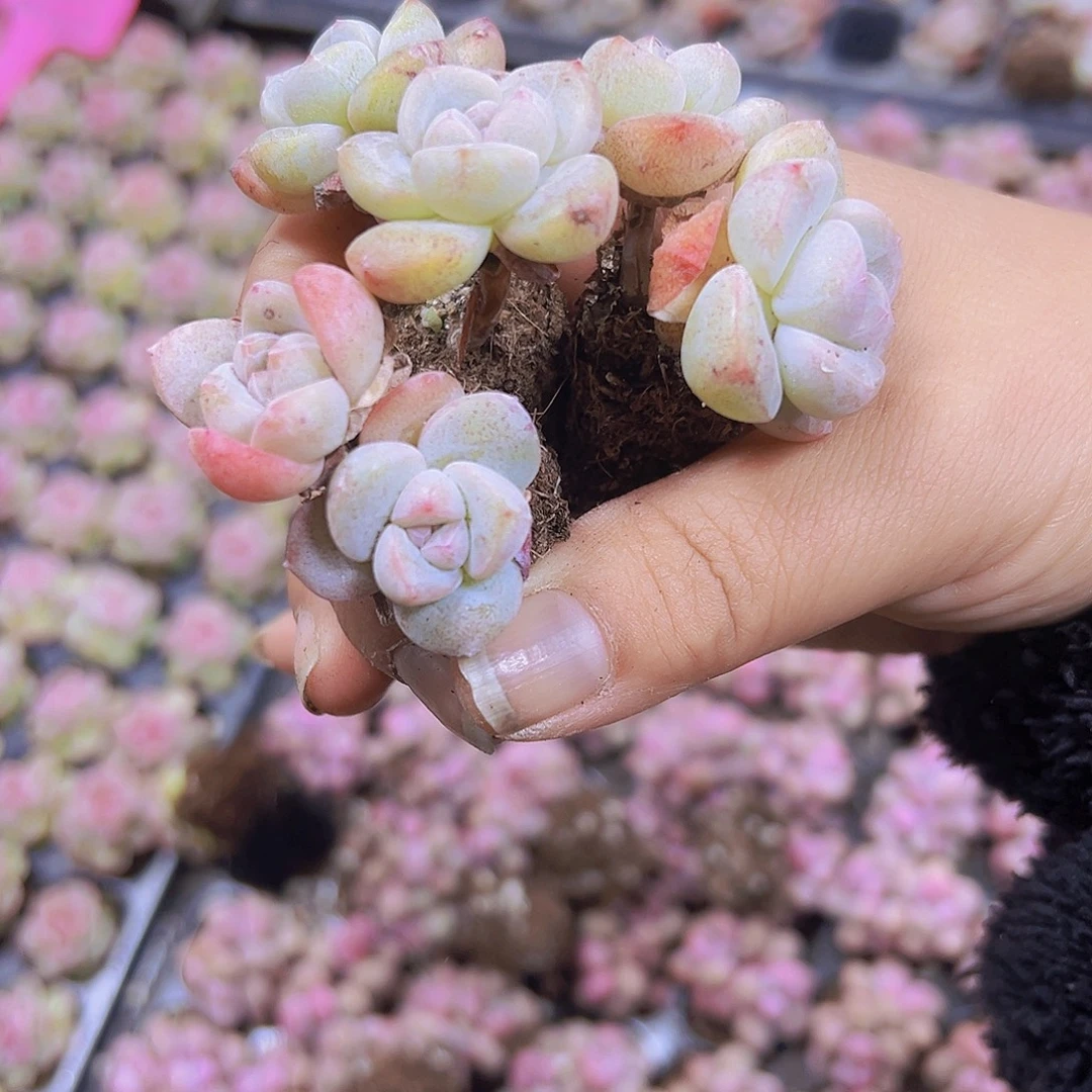 双头冰玉7个19包邮