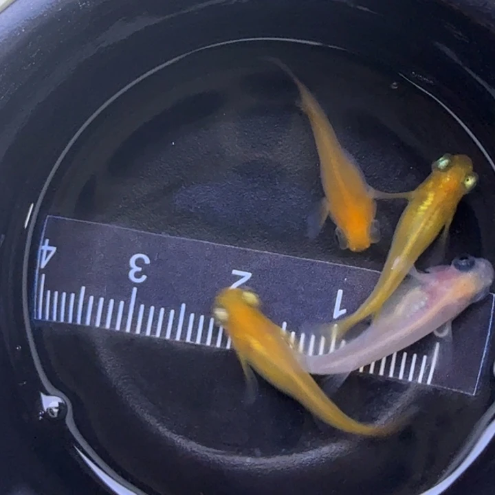 青鳉鱼混搭球球16号