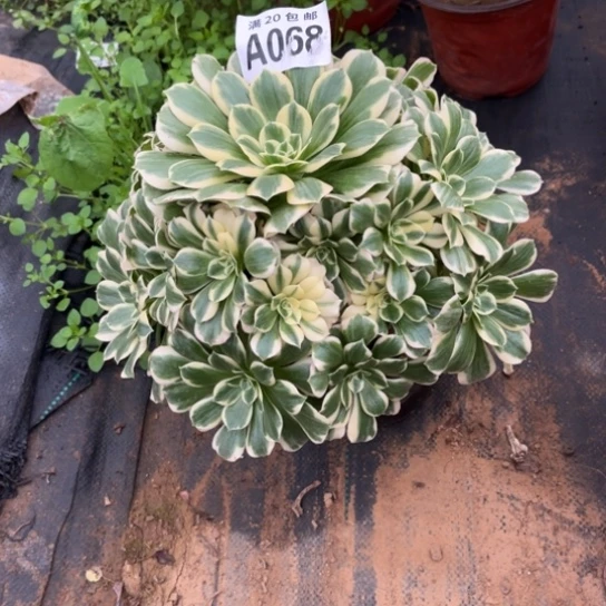 068迈巴赫不包断枝