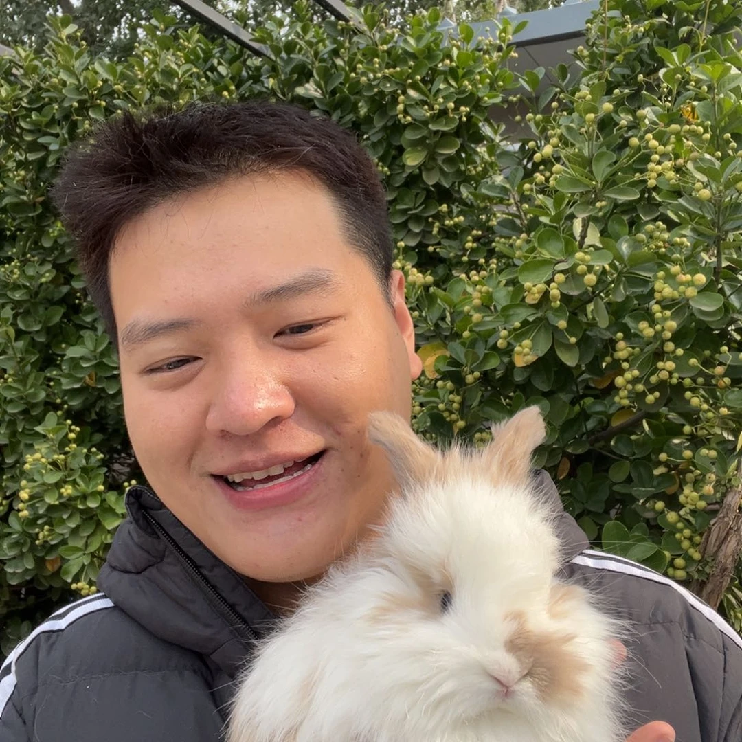 双血统英系安哥拉兔子