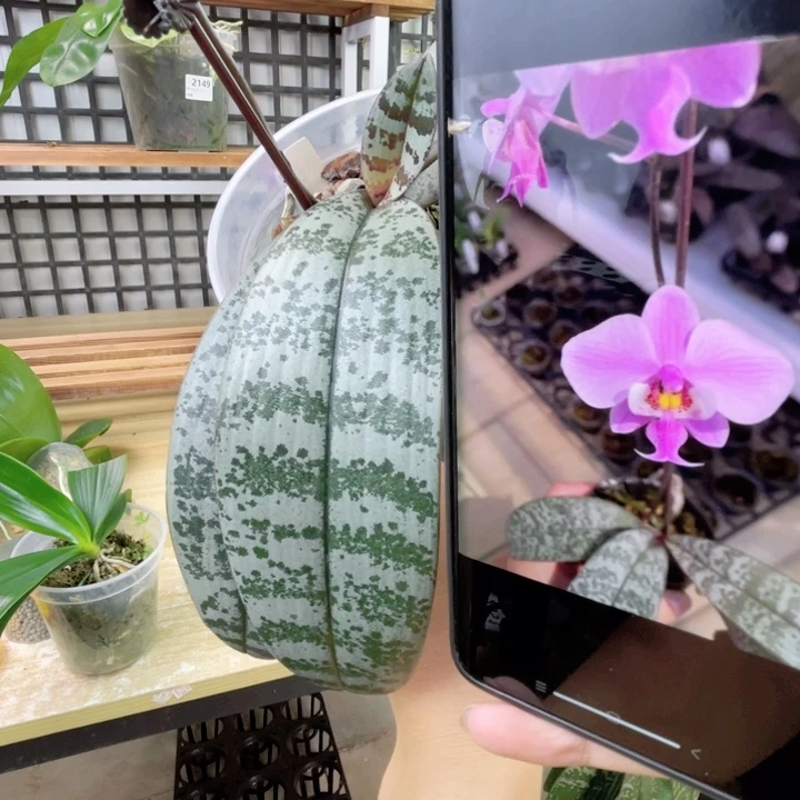 完全开放山菜西雷利TKB分生-2076