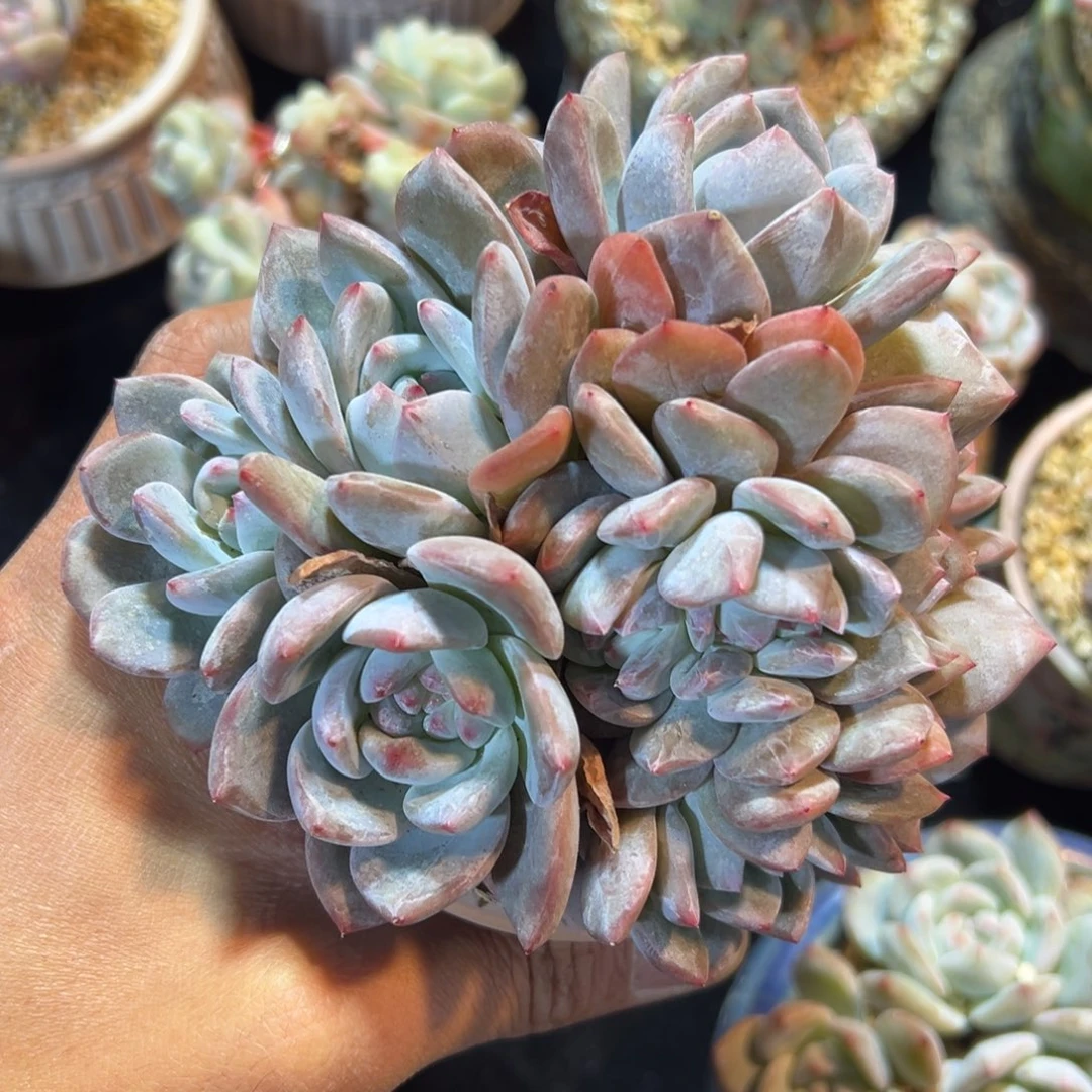 A****e新年快乐 新年快乐