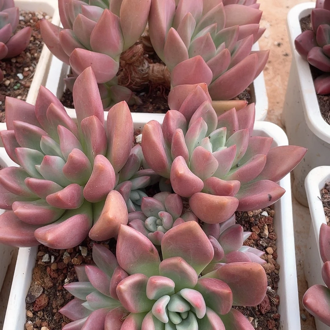 初音老桩对头群16厘米可挑