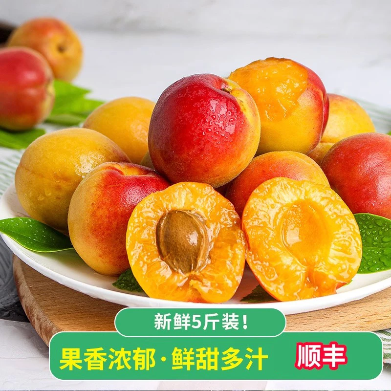 顺丰包邮甘肃大黄杏新鲜采摘应季产地现摘先发酸甜可口杏子5斤