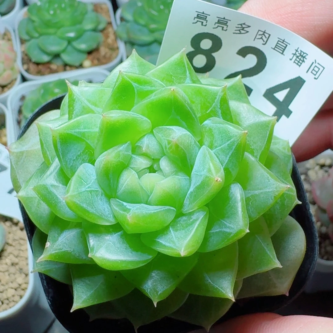 绿体珍妮            精美多肉植物