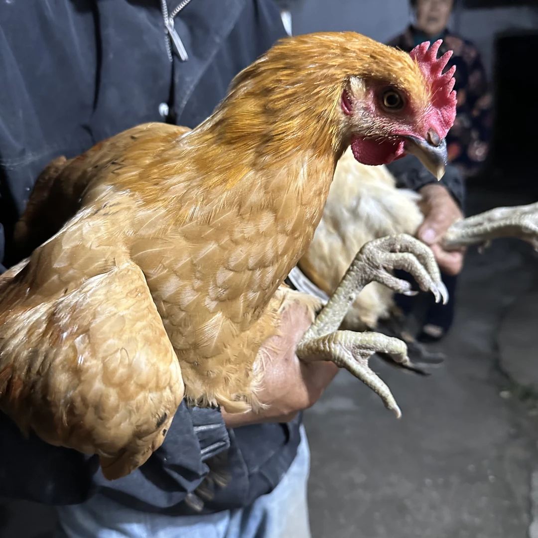 阿张农产品 农户家养纯粮土鸡童子鸡公鸡 杀好发货 一物一拍