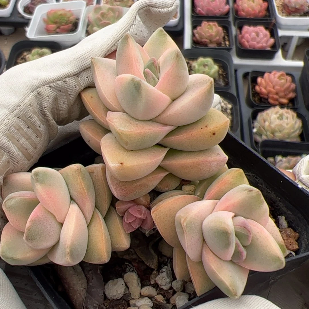 026 多肉植物组合盆栽