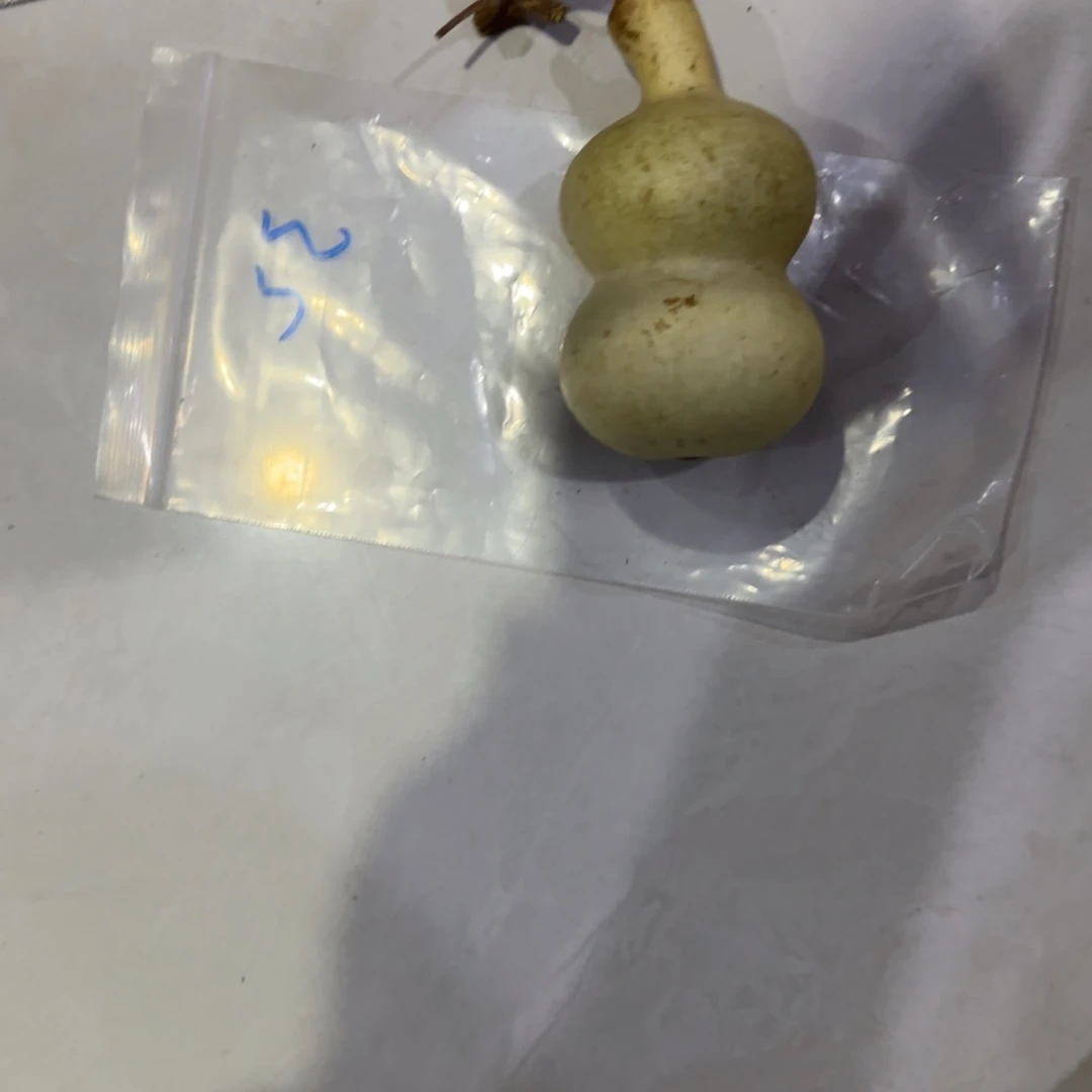 大***子葫芦啦啦乐乐咯乐乐咯来咯哦