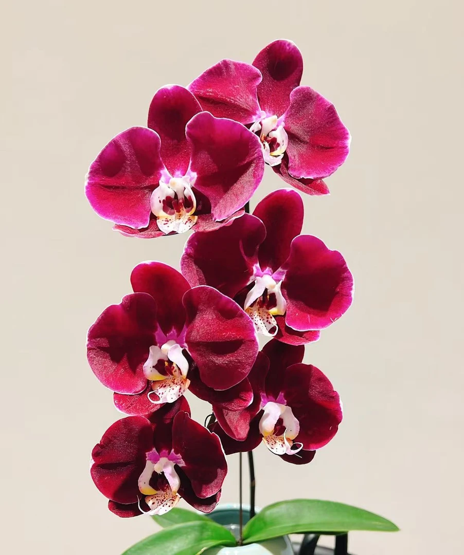 【幻影】3.0寸单花剑红色系大花 高品质精品蝴蝶兰