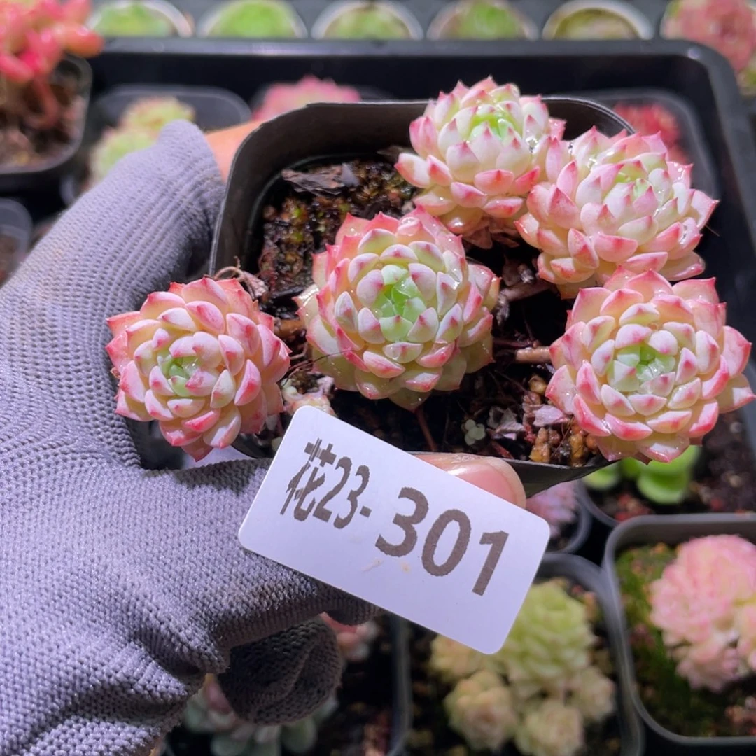 花利美23-301小粉莓