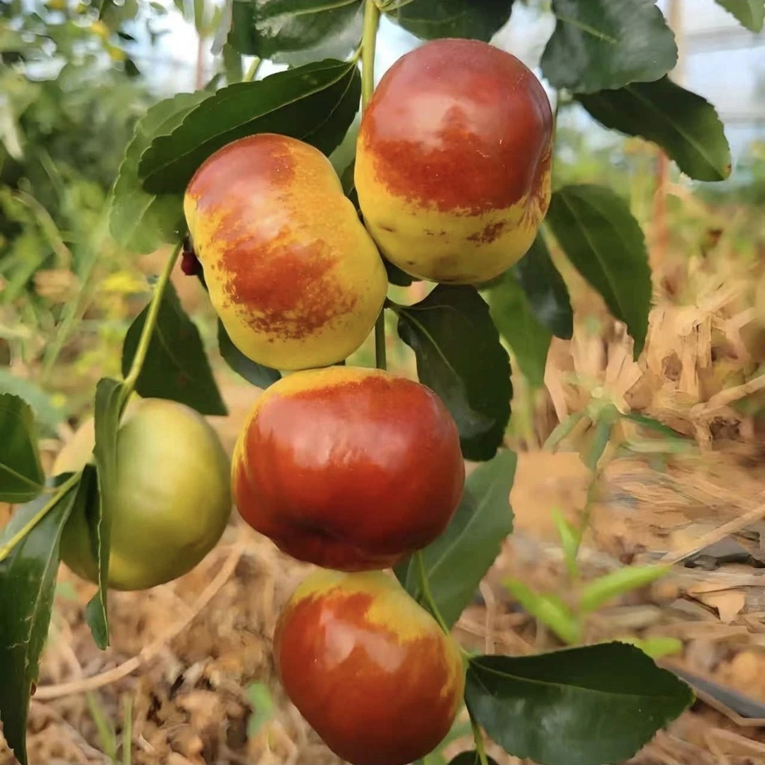 正宗蟠枣树苗 盆栽地栽 南北方种植 大果枣树苗