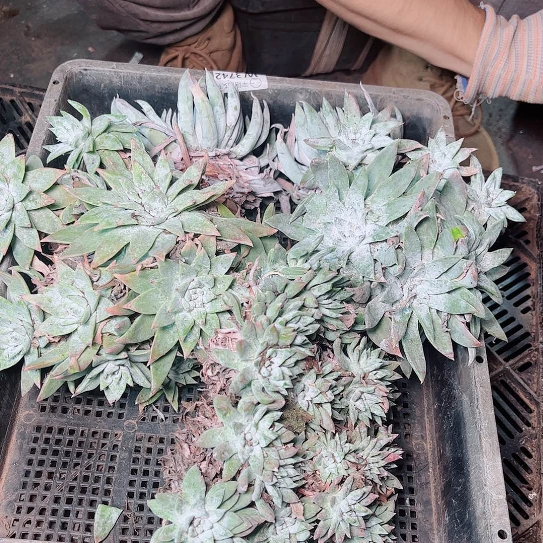 5379筐拍瑕疵不售后