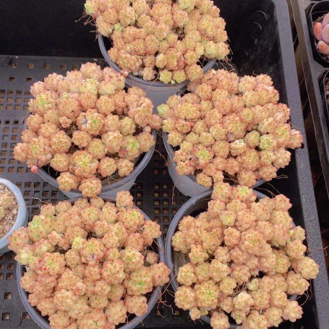 337号 焦糖精灵群生组合7个