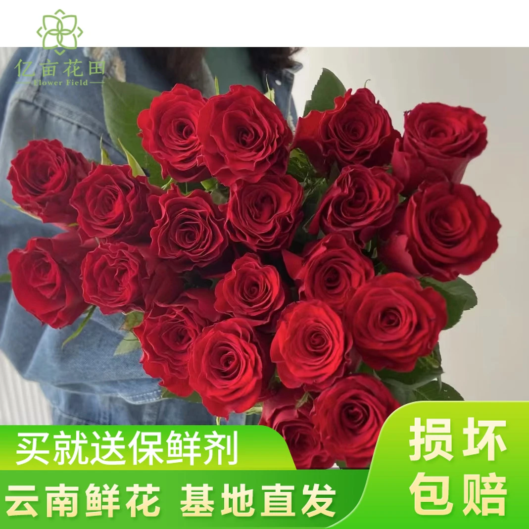 【宠粉福利】高原红玫瑰【全店任意2件发顺丰京东】云南新鲜鲜花家用