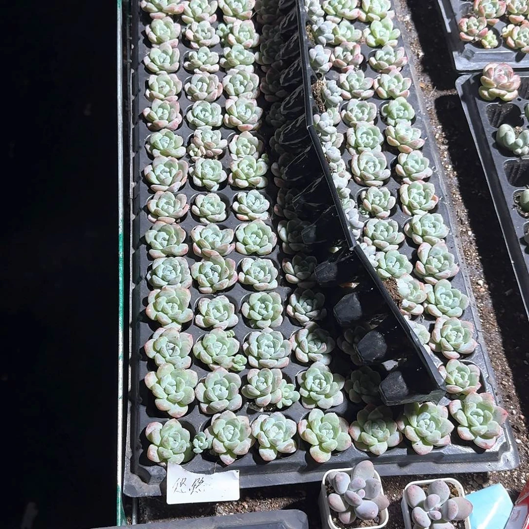 悠然一物一拍专拍