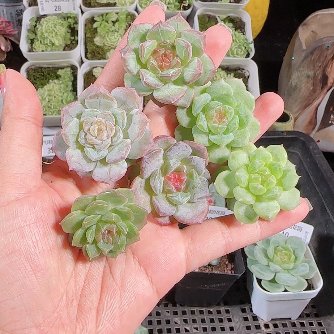 0814---43糖心珍妮