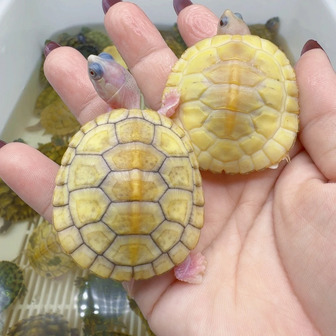 母巴西彩龟300妖姬，夜明珠