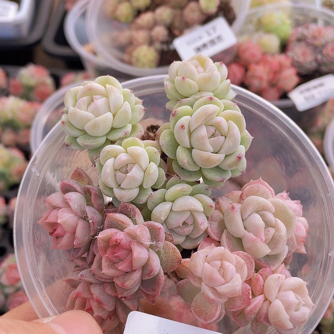 00000000000004量拍