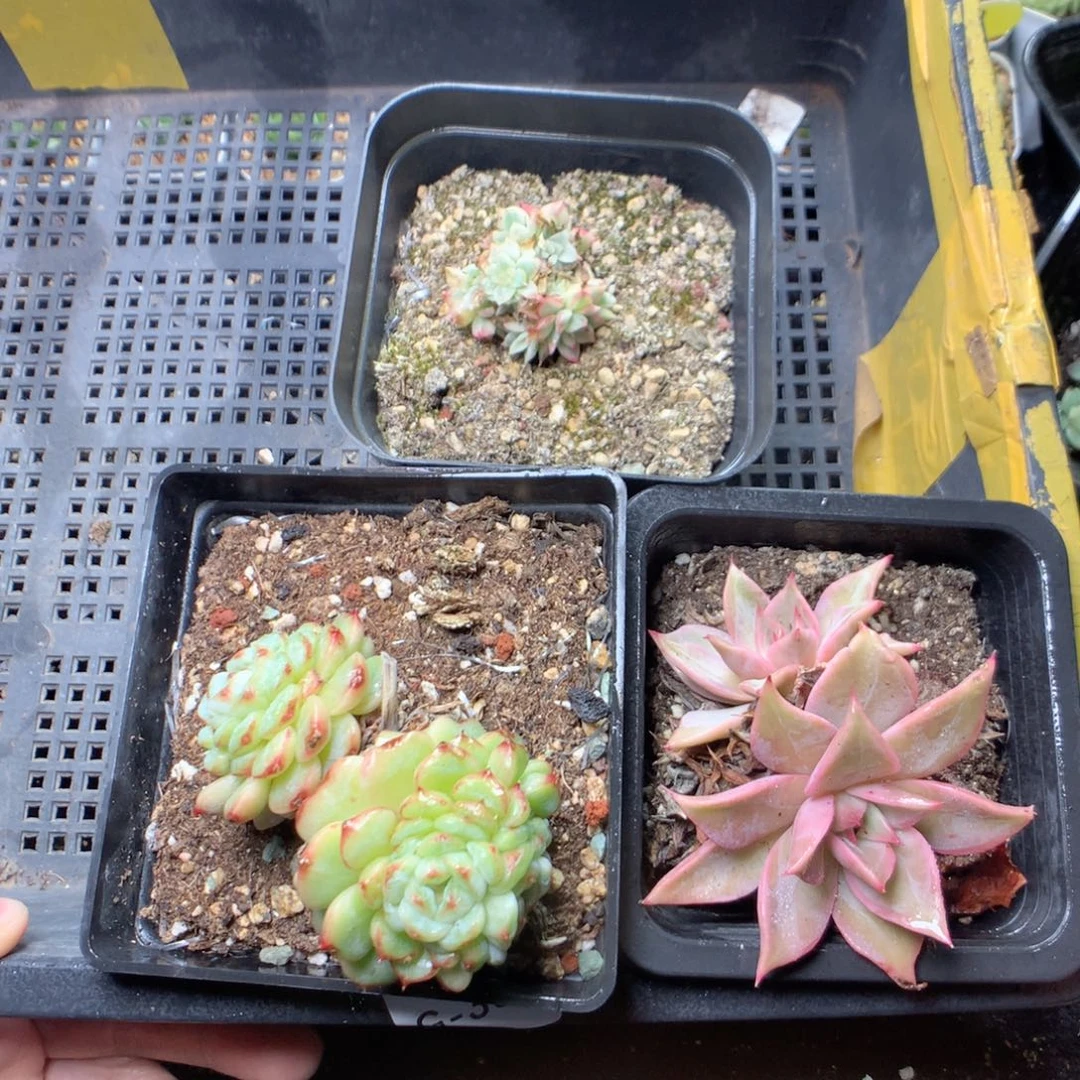 无花朵G36英语英语英语英语英语英语