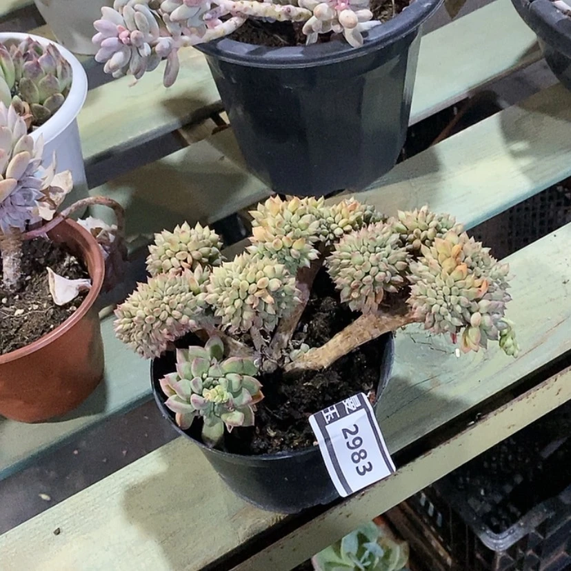 【闪购商品】星际迷航缀2983