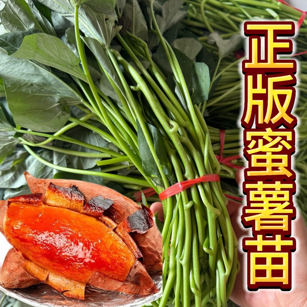 不带根西瓜红红薯苗地瓜秧苗红心蜜薯苗番薯苗高产红薯大田苗正品